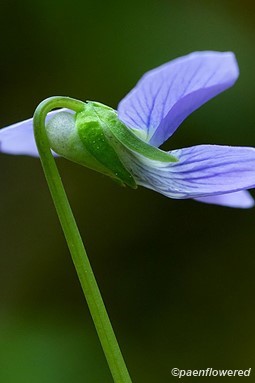 Flower detail